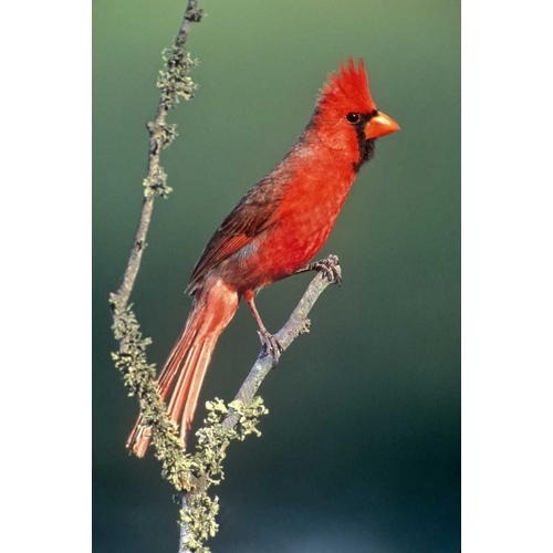 TX, McAllen Cardinal on lichen-covered branch